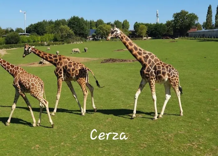 Hyper Centre, Cathedrale, Fibre Lägenhet *